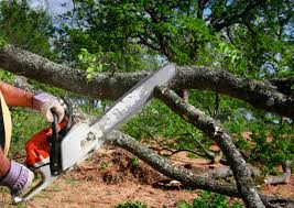 Reliable Farmers Branch, TX Tree Removal and Landscaping Services Solutions